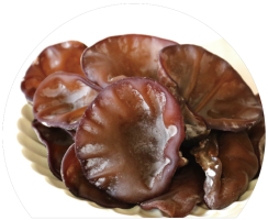 生きくらげ